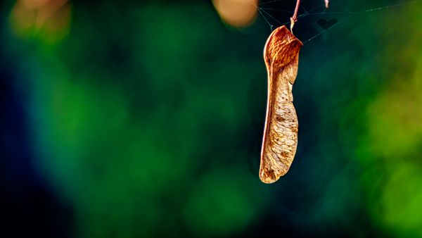 Hanging On To Summer