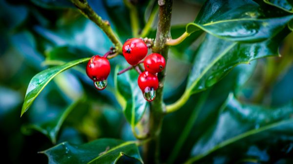 Dripping Red Berries