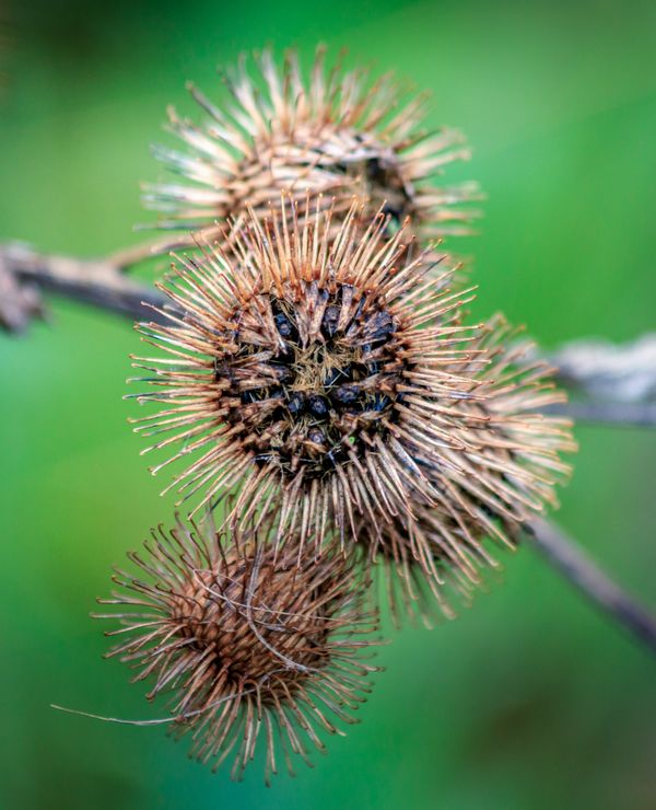 Autumn Thistle No 3