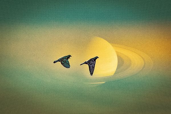 Pigeons Round Saturn