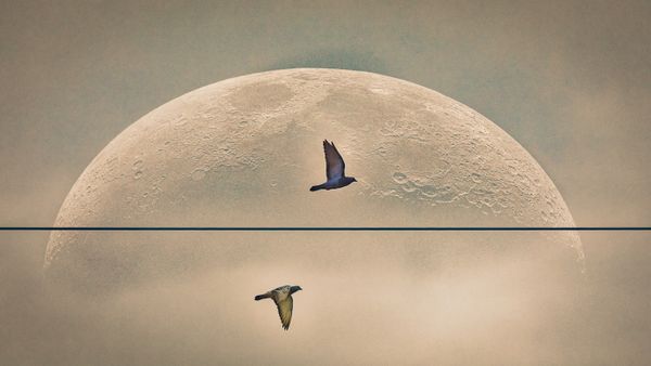 Pigeons Flying To The Moon