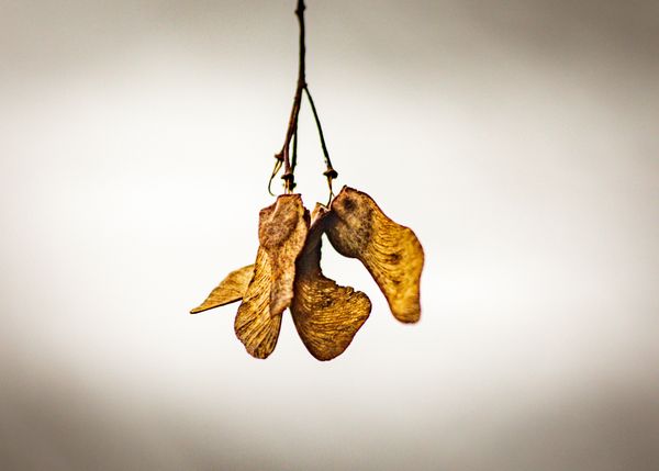 Hanging By A Thread