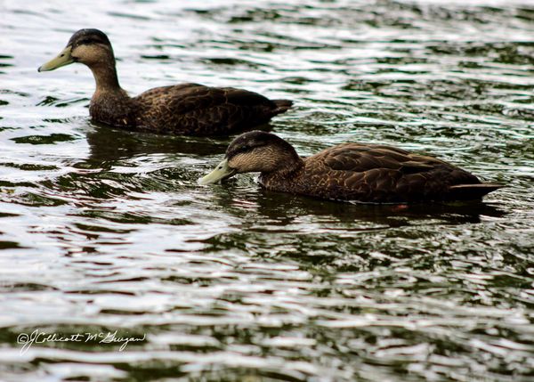 Ducks