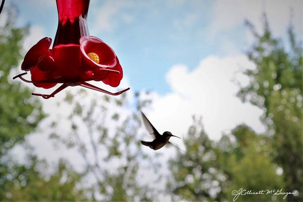 Hummer Silhouette