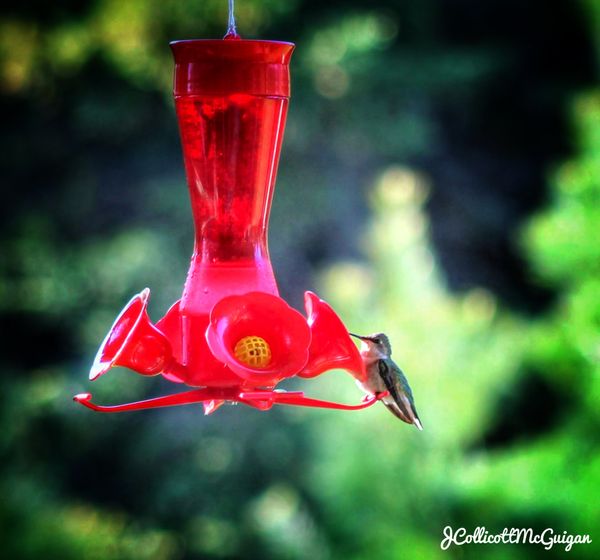 Hummingbird