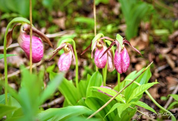 Lady Slippers