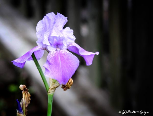 Iris