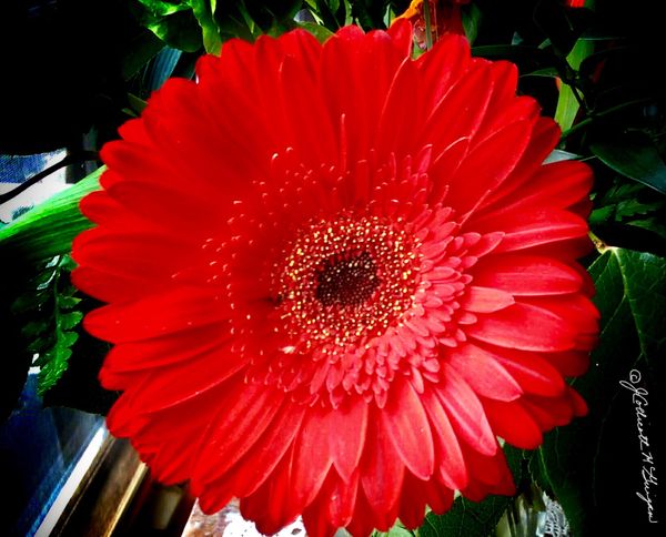 Zinnia