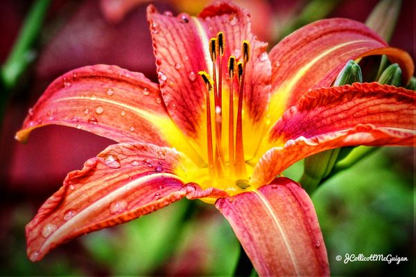 Orange Lily