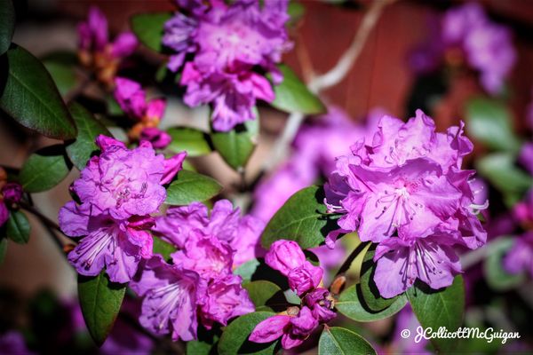 Rhododendrons