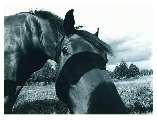 Ahorseisahorseisahorseofcourse