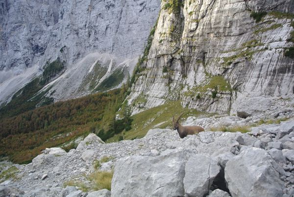 Wild Alpine Ibex