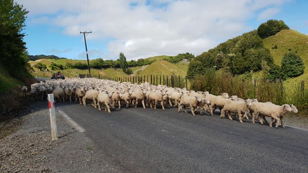 Heard of sheep in New Zealand