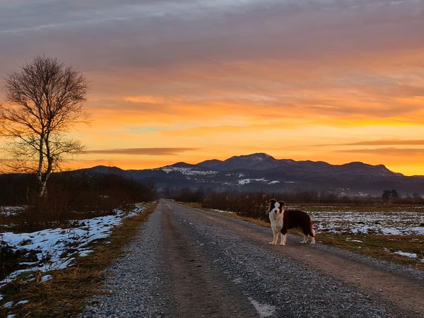 Chocholate-White Border Collie dog