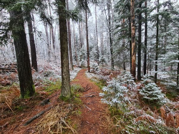 Sugary forest