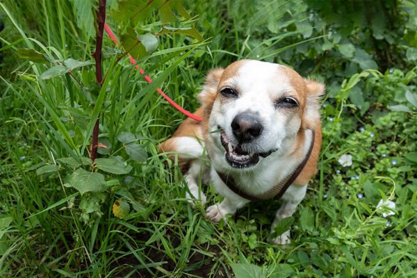 Funny face