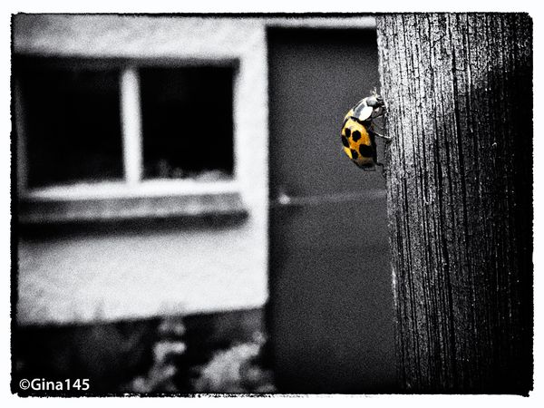 Giant Ladybird