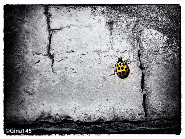 Yellow Ladybird