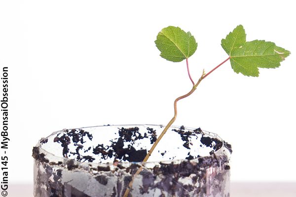 Maple seedling
