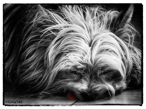 Sleeping dog