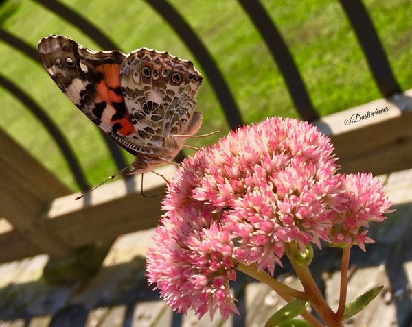 Butterfly Sedum