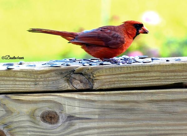 Male Cardinal on Deck