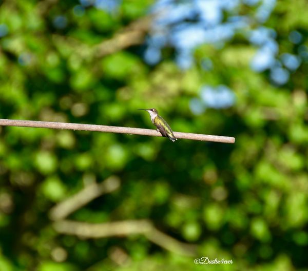 Hummingbird on Perch