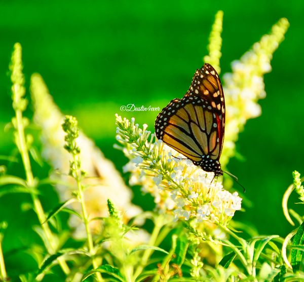 Monarch in Garden