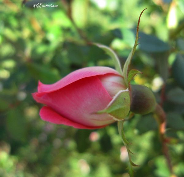 Final Rosebud
