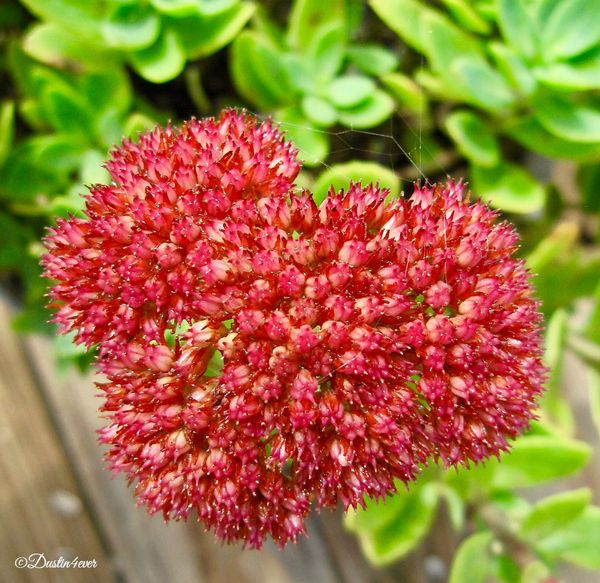 Heart of Sedum