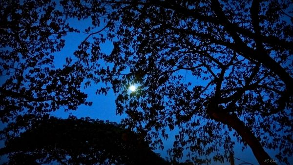 The moon and the trees