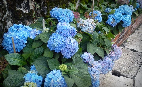 Blue as the blue skies....