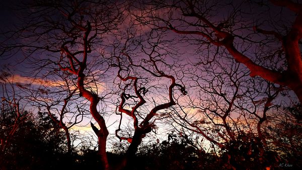 Sunset trees ~ Uluwatu