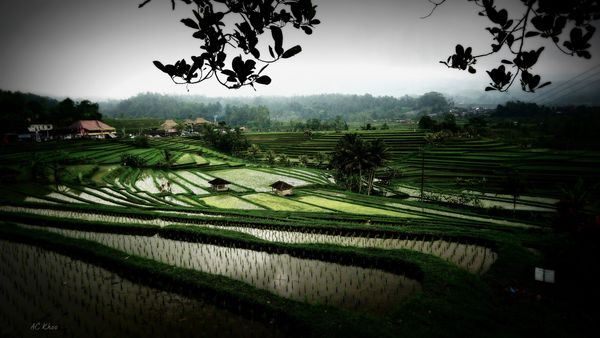 Rice terraces of Jatiluwih, Bali