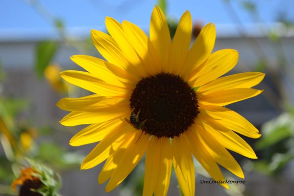 Busy bee on a black eyed susan