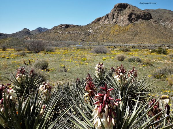 Blooming foothills of the Franklin Mountains