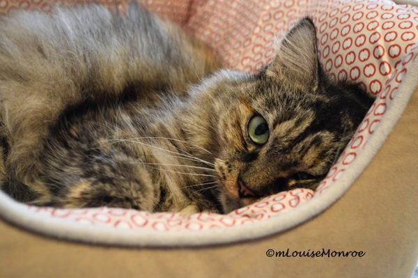 Boobear in her new bed