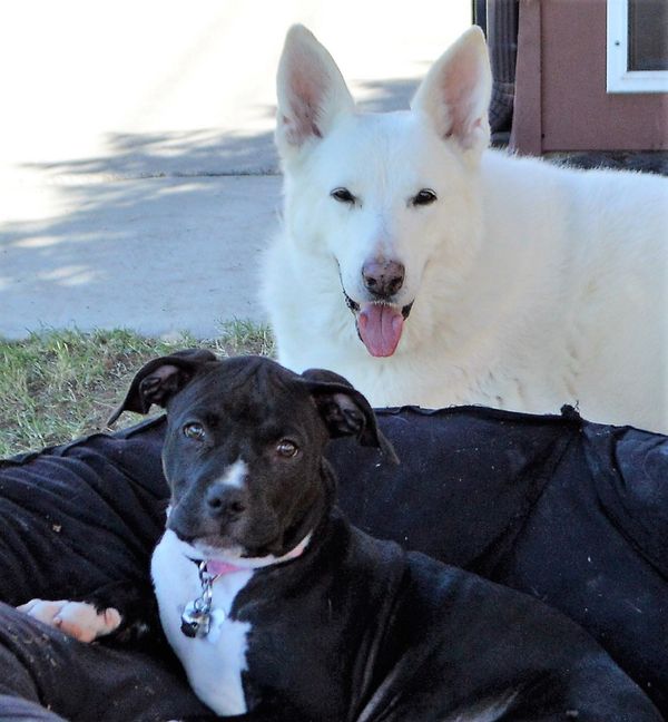 Buddies
