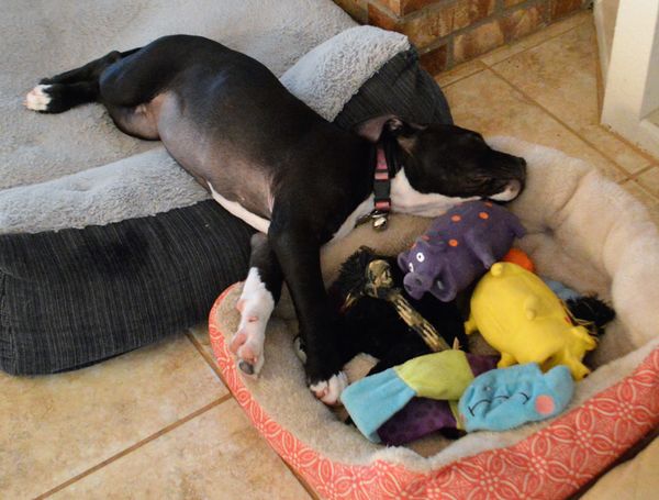 Meet Mia, my friends pitbull.