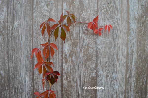 Fall