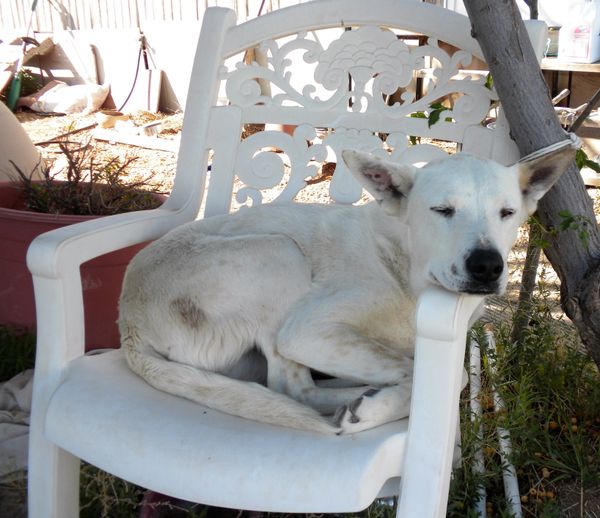 Mykey napping