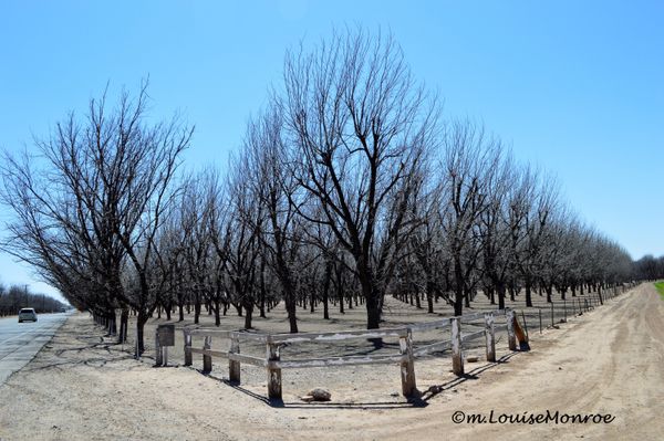Pecan grove