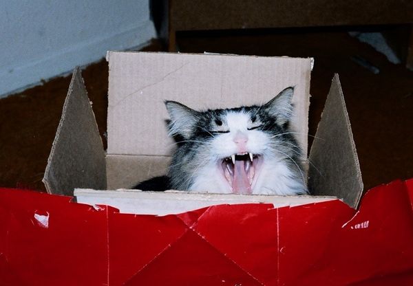 Hotshot yawning