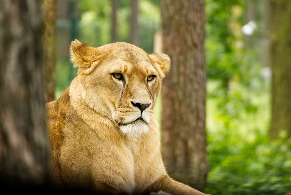 Lioness on the Watch in the Woods