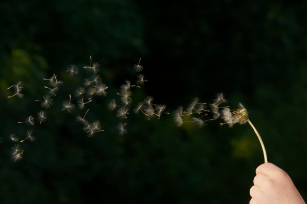 Pusteblume - Dandelion in the Wind