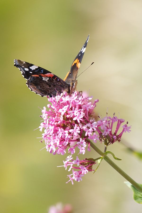 Vanessa atalanta a.k.a. Red Admiral drinking from Centranthus ruber