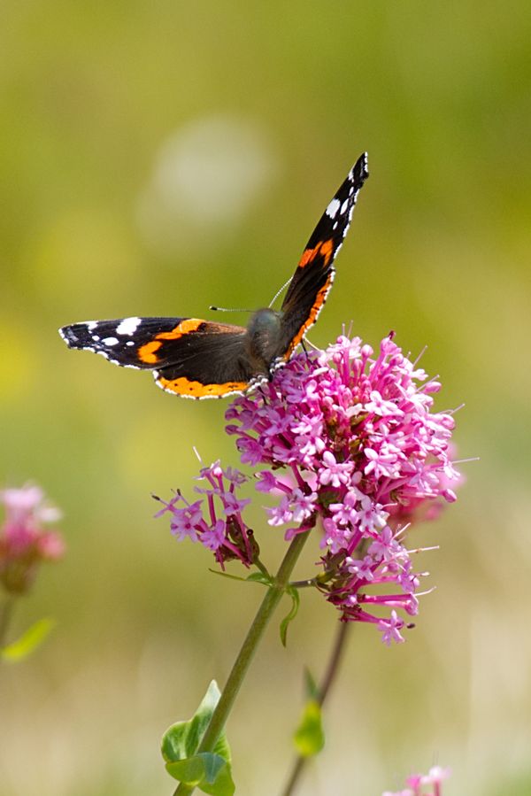 Vanessa atalanta a.k.a. Red Admiral or Red Admirable on Centranthus ruber