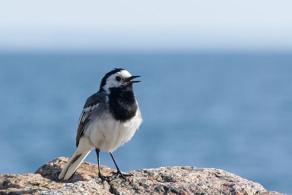 White Wagtail on a Granite Wall