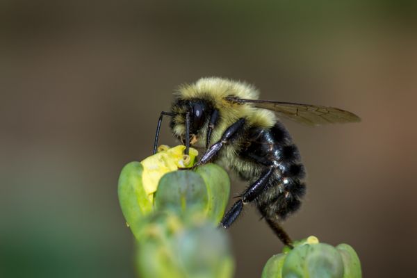 Bee on broccoli floret