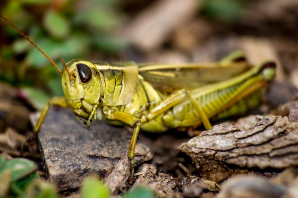 Two Striped Grasshopper